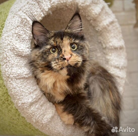 Кошки мейн-кун