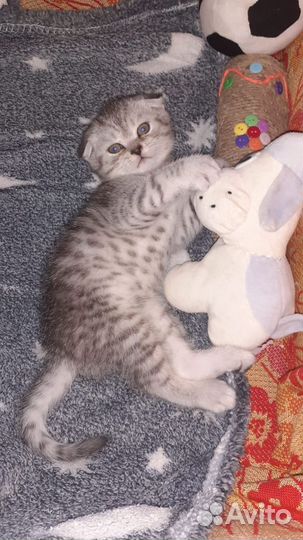 Шотландские котята