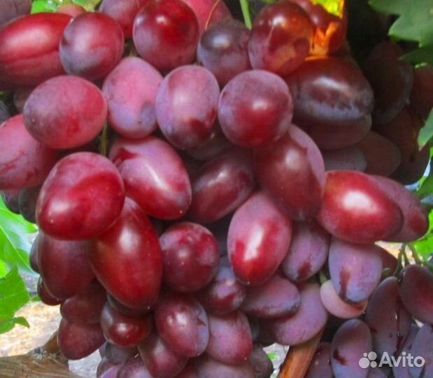 Саженцы Винограда Зоренька