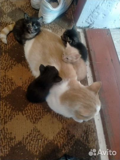 Котята отдам бесплатно