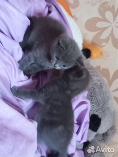Отдам в добрые руки
