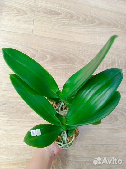 Орхидея фаленопсис биг лип