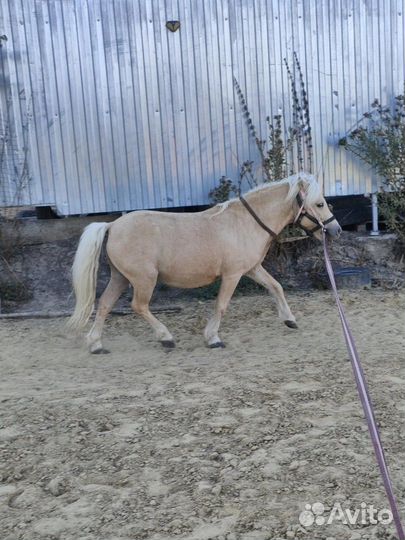 Жеребцы на случку