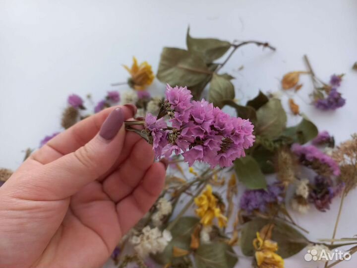 Сухоцветы цветы для рукоделия украшений