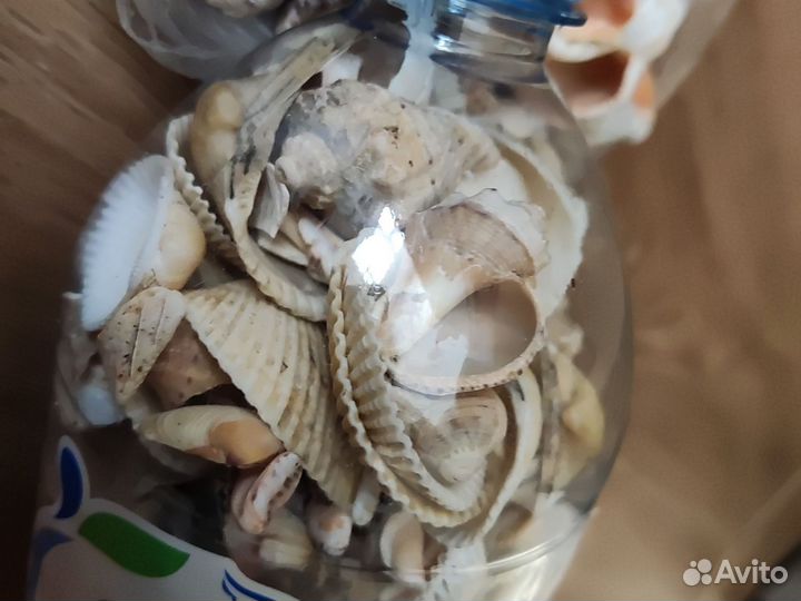 Ракушки черноморские