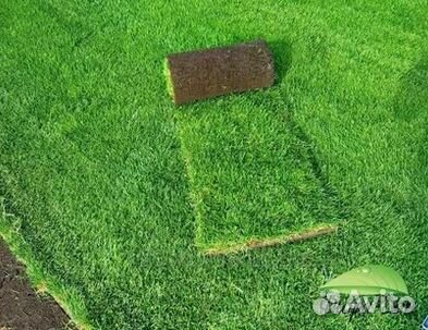 Газон от производителя