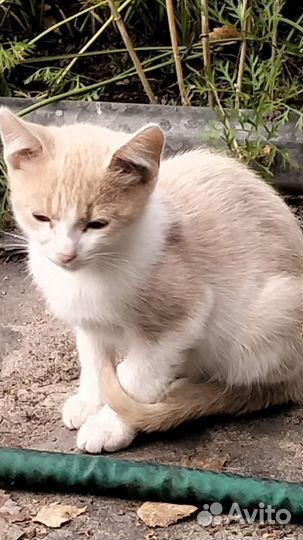 Котята в хорошие руки Владимирская область