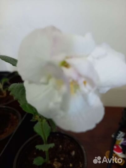 Ахименесы комнатные цветы растения