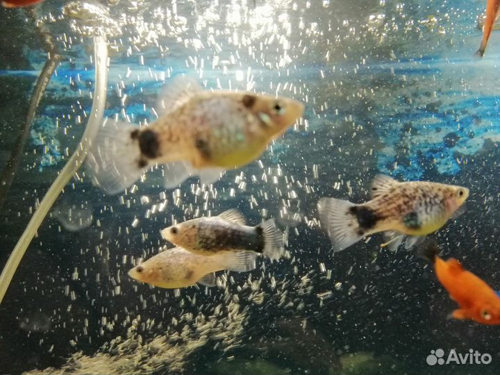 Рыбки моллинезия меченосцы пецилии гуппи креветки