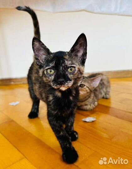 Котята ищут семью