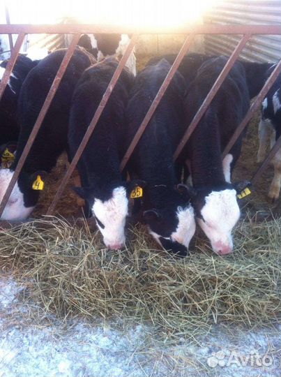 Телята бычки