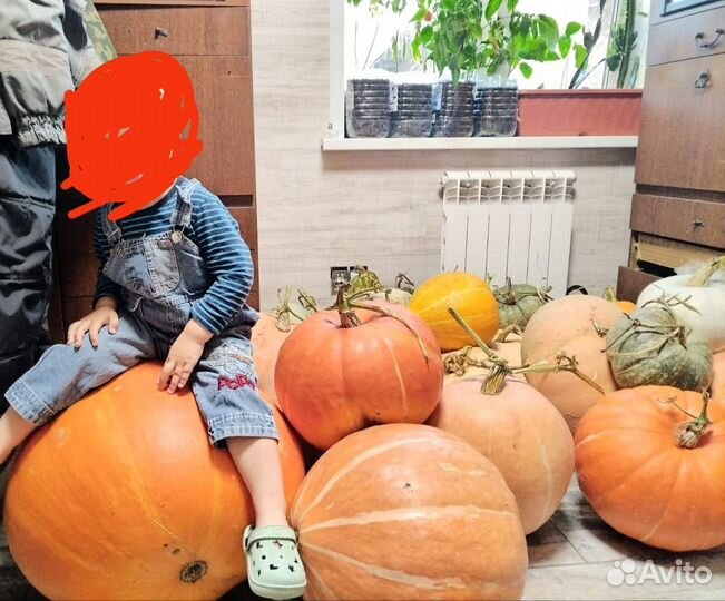 Семена тыквы