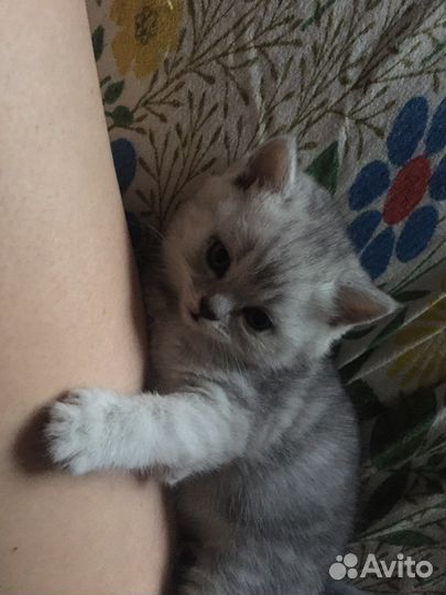 Шотландская