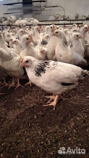 Куры молодки