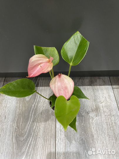 Антуриум матата