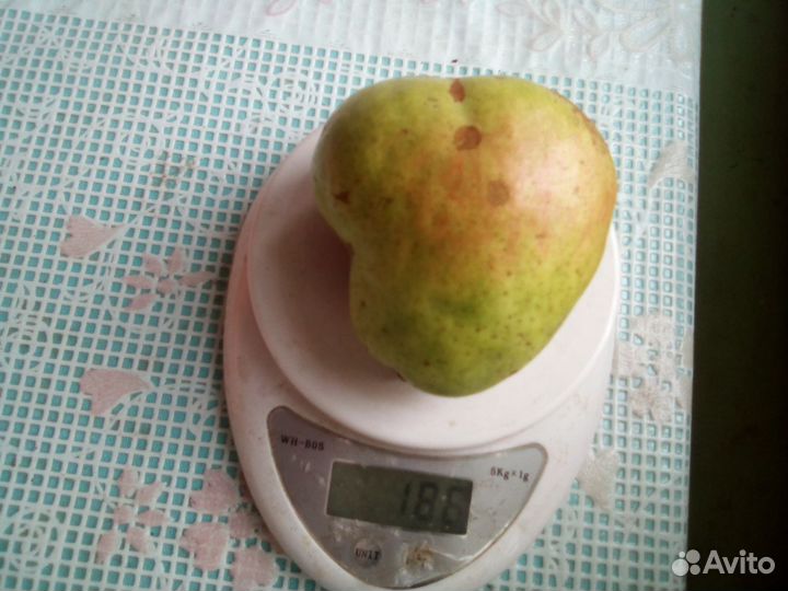 Саженцы груши