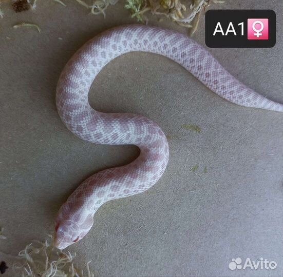 Змея Свиноносый heterodon
