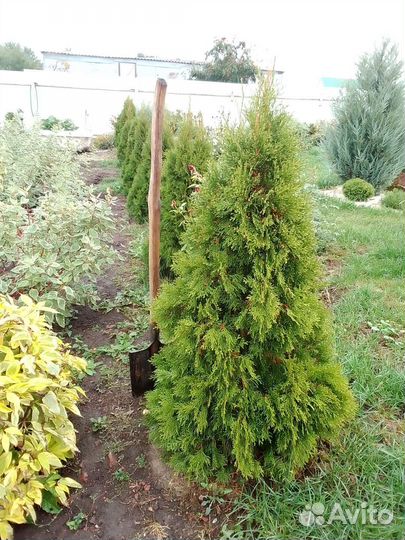 Туя смарагд