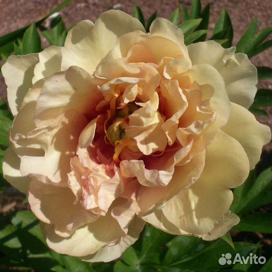 Кенари Бриллиантс. Пион