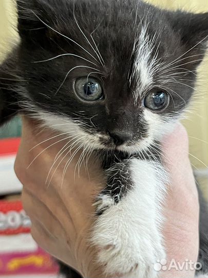 Котята