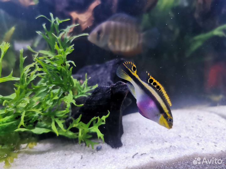 Украшения для аквариума, аквариум, рыбки