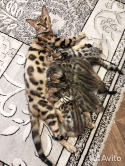 Бенгальские котята