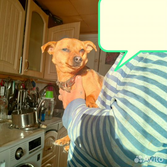 Дворянских кровей