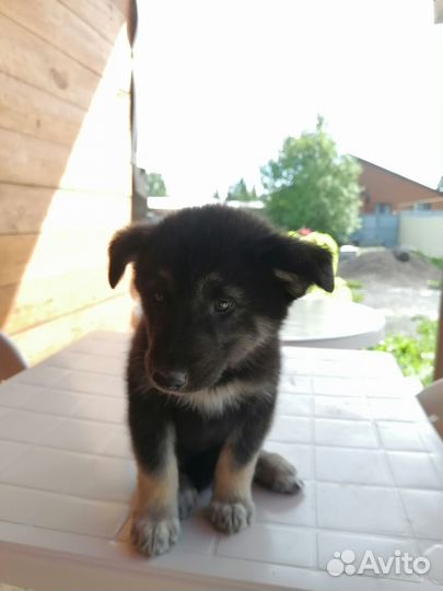 Щенки. Отдам бесплатно