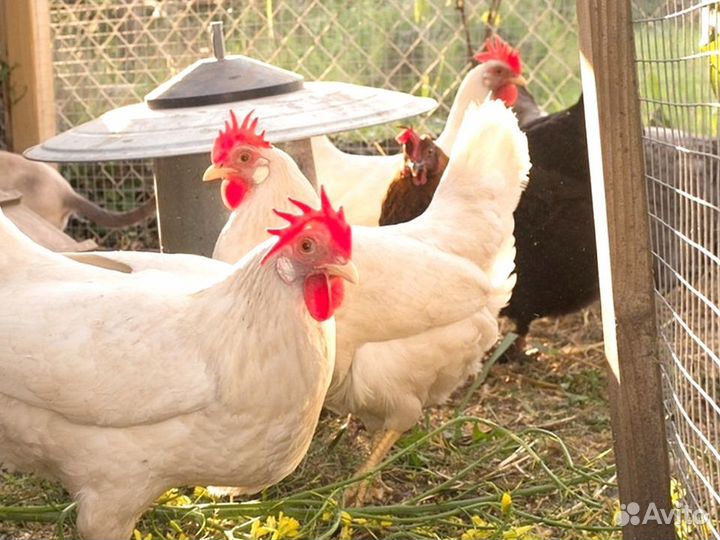Куры несушки Кросс Коралл порода