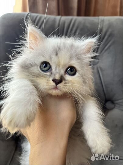 Хайленд фолд