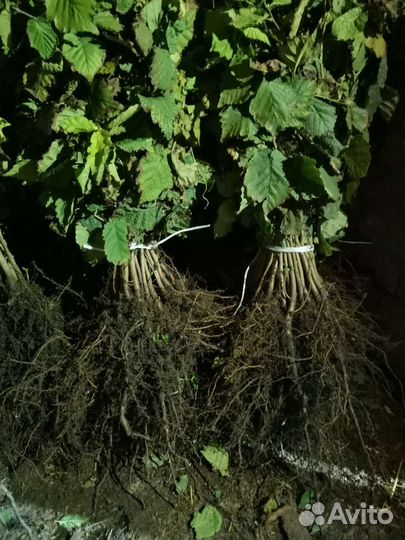 Саженцы фундука