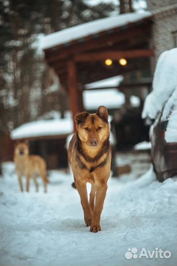 Грозный внешне, мягкий внутри пёс в частный дом