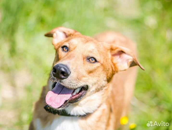 Рыжее солнышко в добрые руки