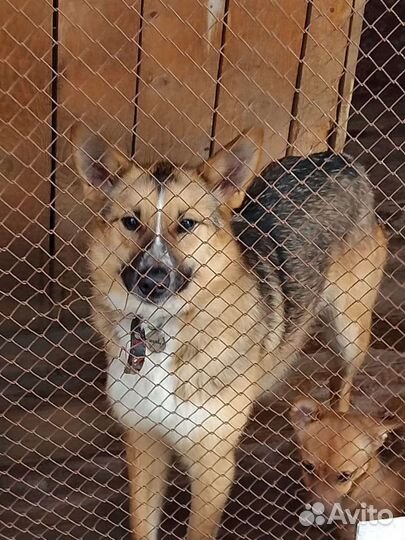 Собака в добрые руки