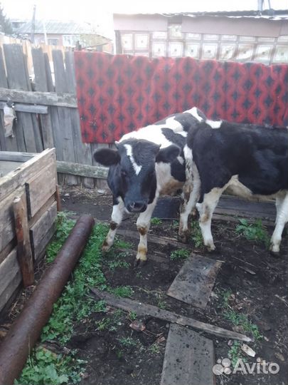 Быка и телёнок