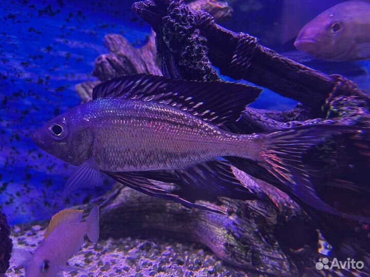 Продаю цихлид собственного разведения