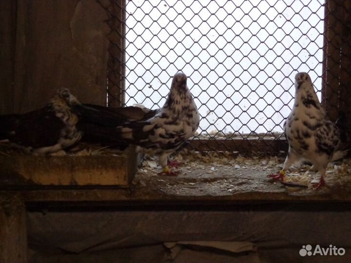 Домашние голуби. Николаевские, машистые