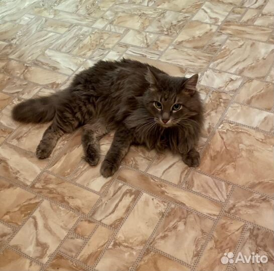 Сибирский кот