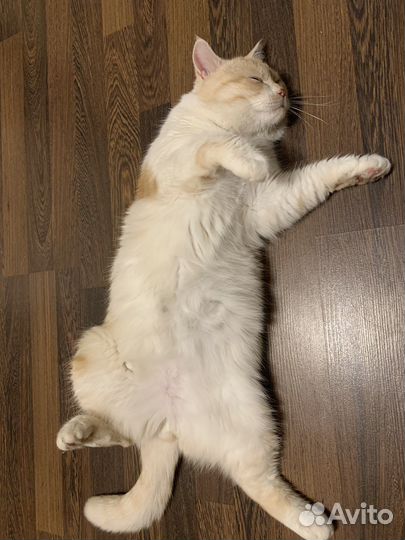 Отдам в добрые руки двух котиков