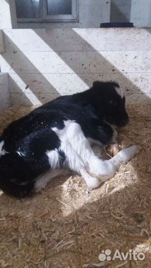 Бычки и телята