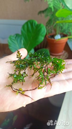 Аквариумное растение