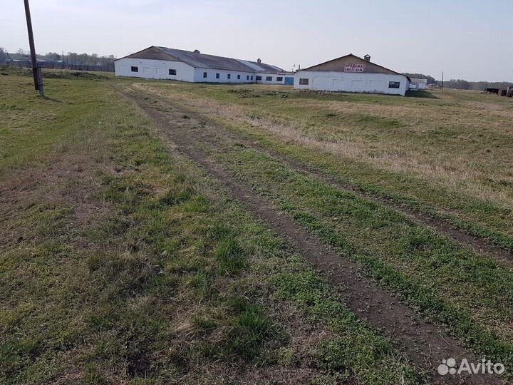 Ферма животноводческая