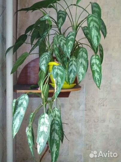 Комнатный цветок большой