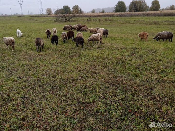 Молодой баранчик и яркие