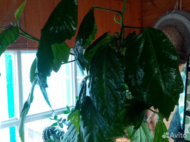 Гибискус китайская роза