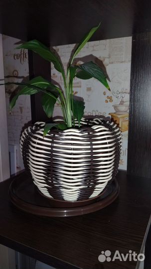 Кашпо с цветком спатифиллум
