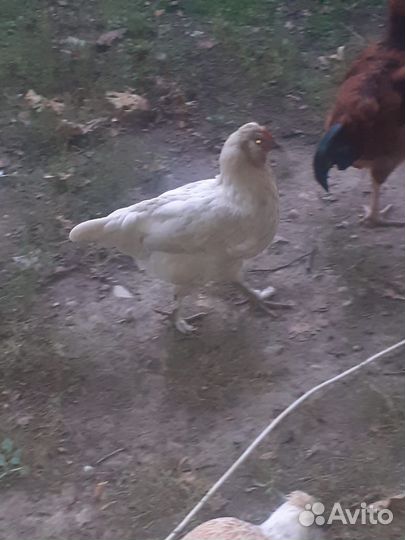 Куры петухи