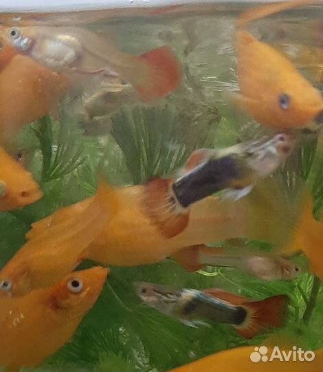 Моллинезия оранж