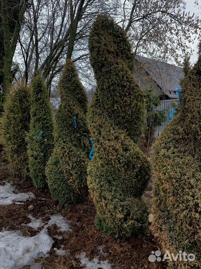 Туя из питомника