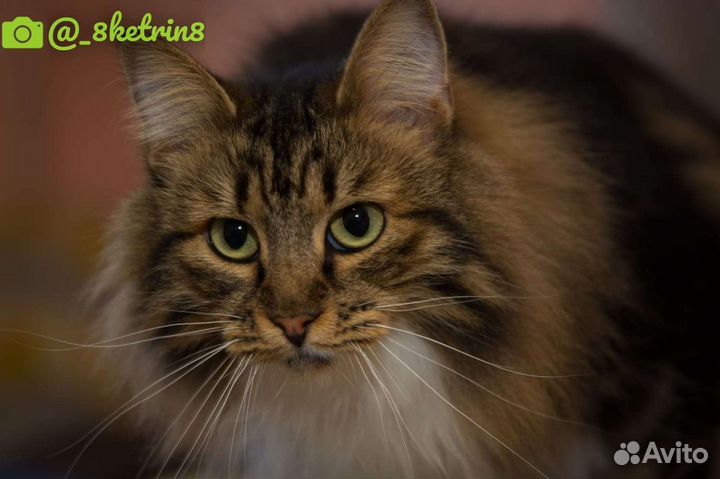 Отдам кошечку Барбару